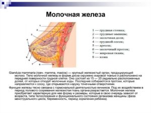 Молочные железы функции и строение