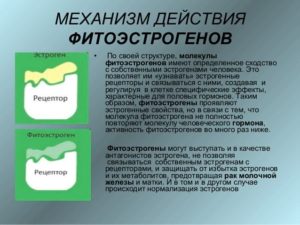 Фитоэстрогены при климаксе