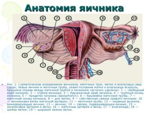 Строение матки и яичников