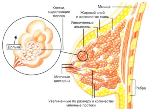 Железистая ткань молочной железы