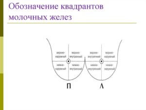 Квадранты молочной железы