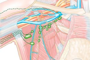 Аксиллярная лимфаденопатия молочной железы что это такое
