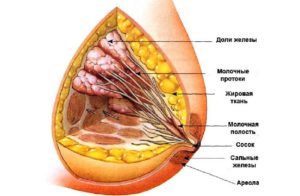 Из чего состоит женская молочная железа
