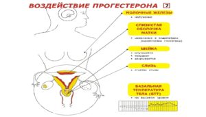 На какой день после зачатия начинает болеть молочные железы