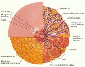 Анатомия молочной железы женщин
