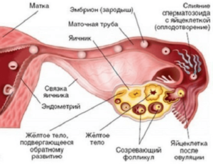 Может ли болеть яичник во время овуляции