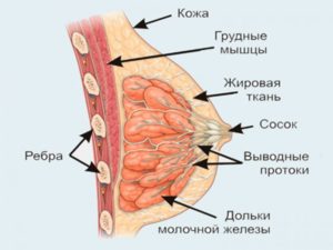 Из чего состоит женская молочная железа