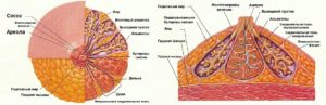 Из чего состоит женская молочная железа