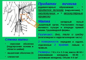 Придаток яичника