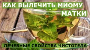 Чистотел при миоме матки