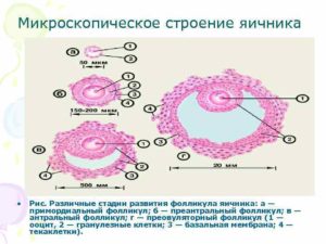 Гранулезные клетки яичников