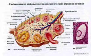 Анатомия яичников