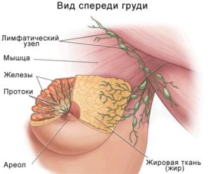 Аксиллярная лимфаденопатия молочной железы что это такое