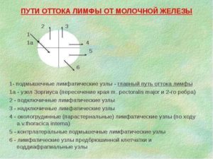 Отток лимфы от молочной железы