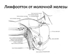 Аксиллярные лимфоузлы в молочной железе норма