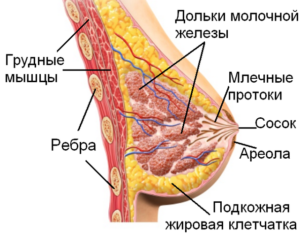 Строение молочной железы