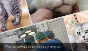 Химиотерапия при раке молочной железы у кошек