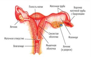 Строение матки и яичников