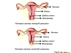 Инволютивные изменения матки и яичников
