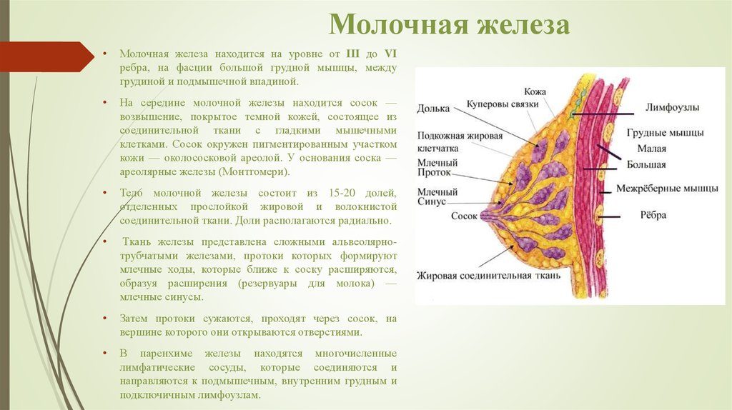 Молочные железы функции и строение