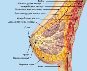 Анатомия молочной железы женщин