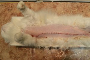 Удаление опухоли молочных желез у кошек