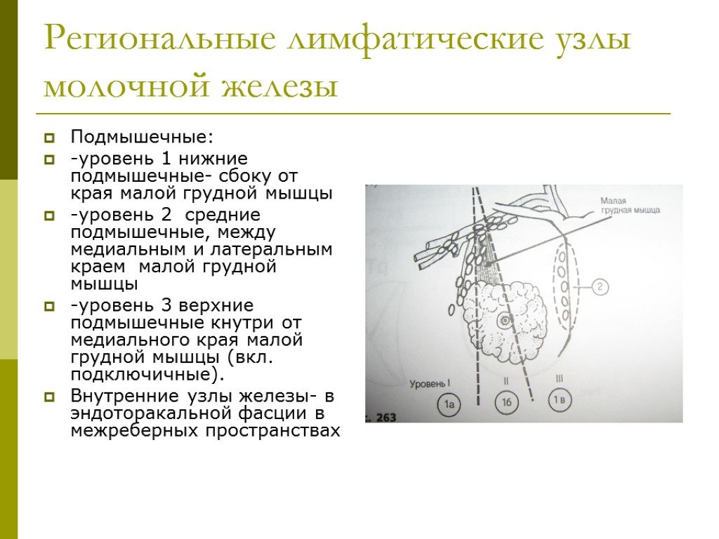 Регионарные лимфатические узлы молочной железы