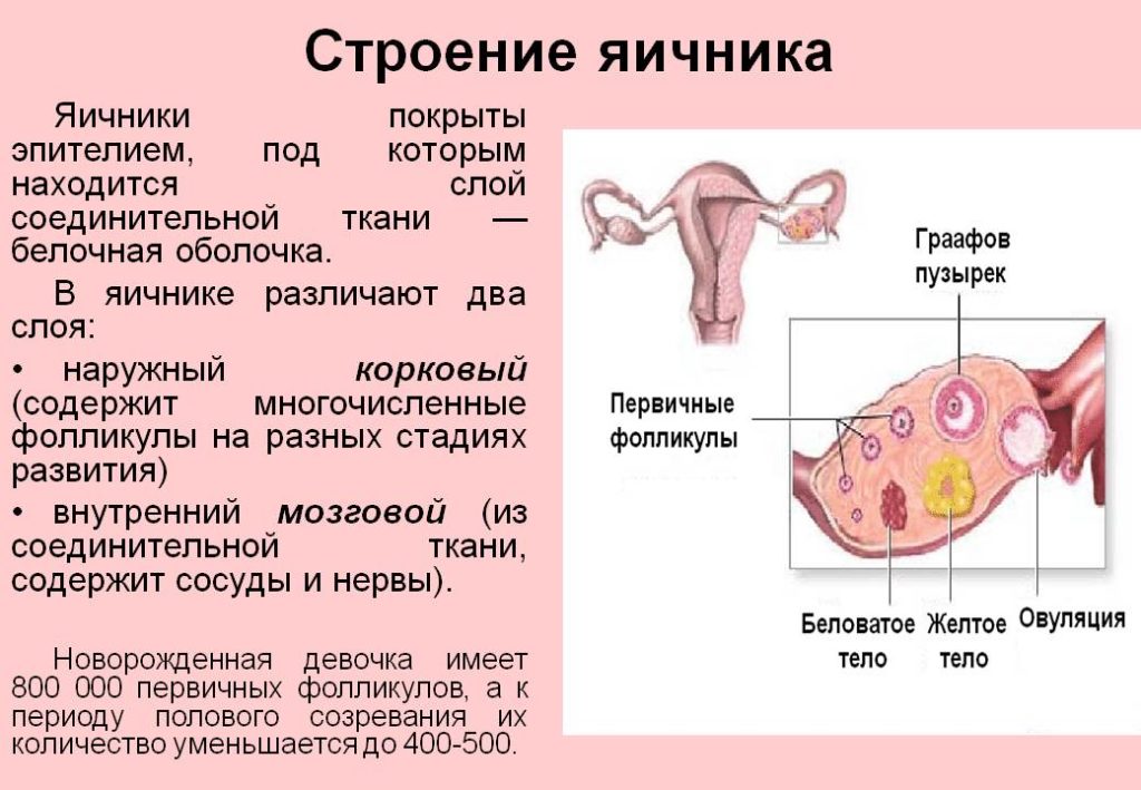 Строение и функции яичников