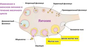 Фолликулы в яичниках что это значит