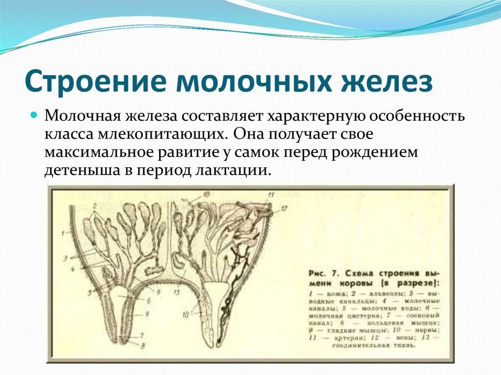 Строение молочной железы коровы