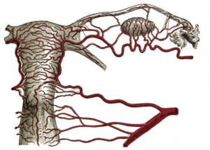 Кровоснабжение матки и яичников