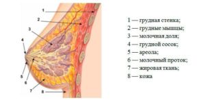 Болит молочная железа после кормления