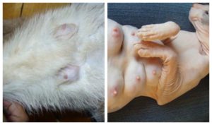 Рак молочной железы у кошек