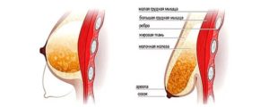 Молочные железы после родов