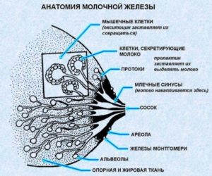 Анатомия молочной железы