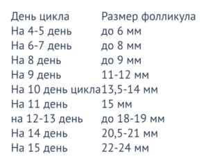 Количество фолликулов в яичниках норма по дням цикла