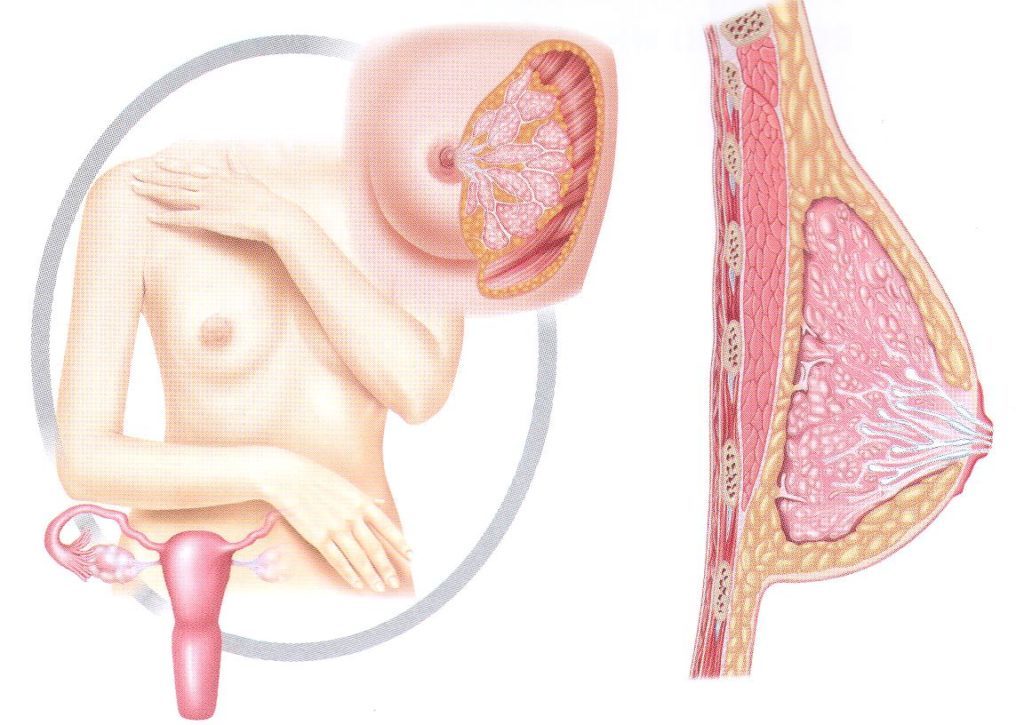 Увеличение молочных желез у женщин причины