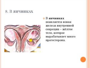 Регрессирующее желтое тело в яичнике