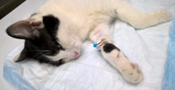 Химиотерапия для кошек при раке молочной железы