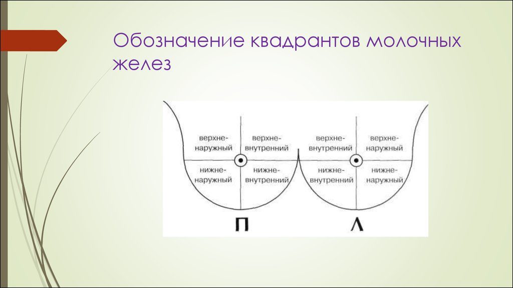 Квадранты молочной железы