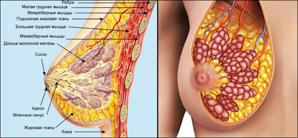 Молочная железа как выглядит